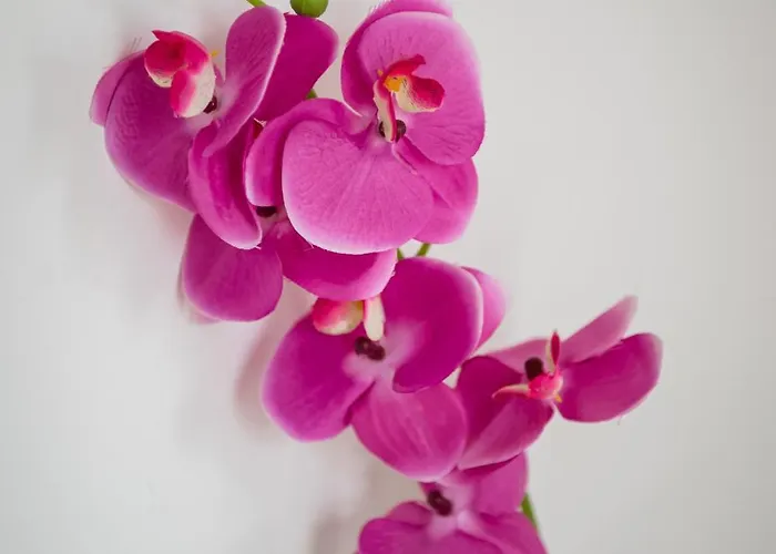 Apartment Krakowska Center Wawelofts *